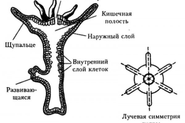 Kra39.at