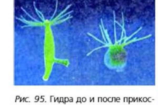 Кракен 2krnk